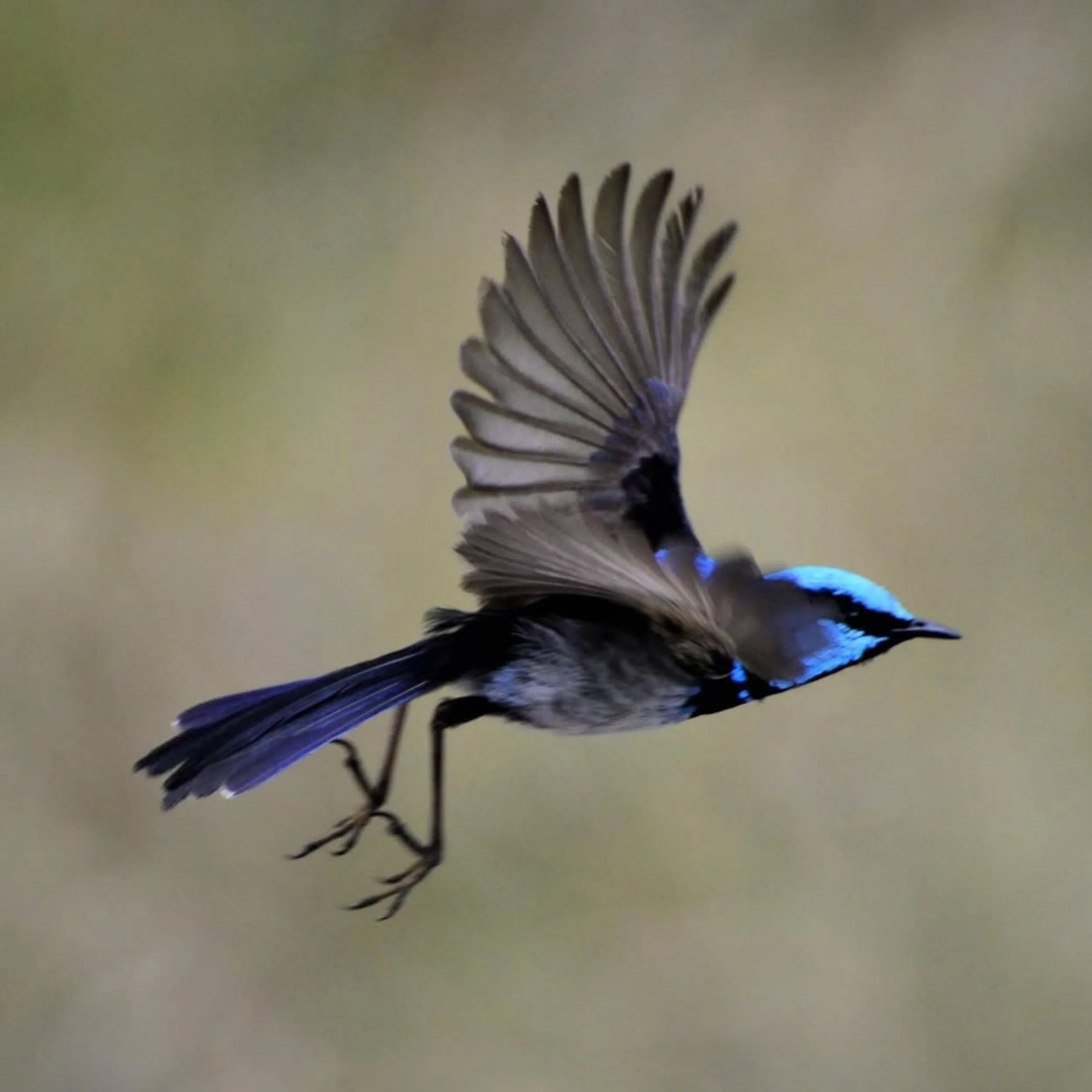 bird enthusiasts, Phillip Island