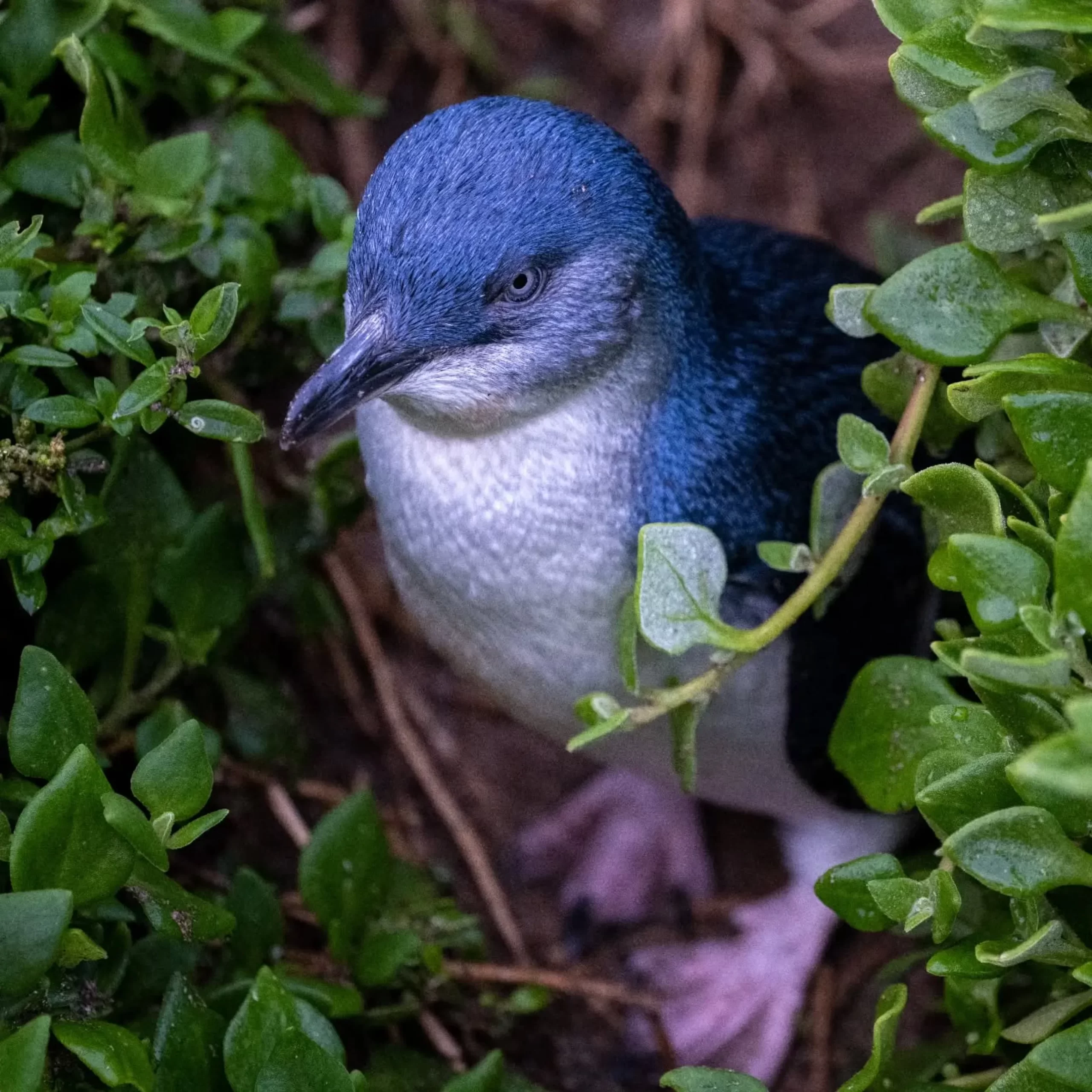 bird hides, Phillip Island