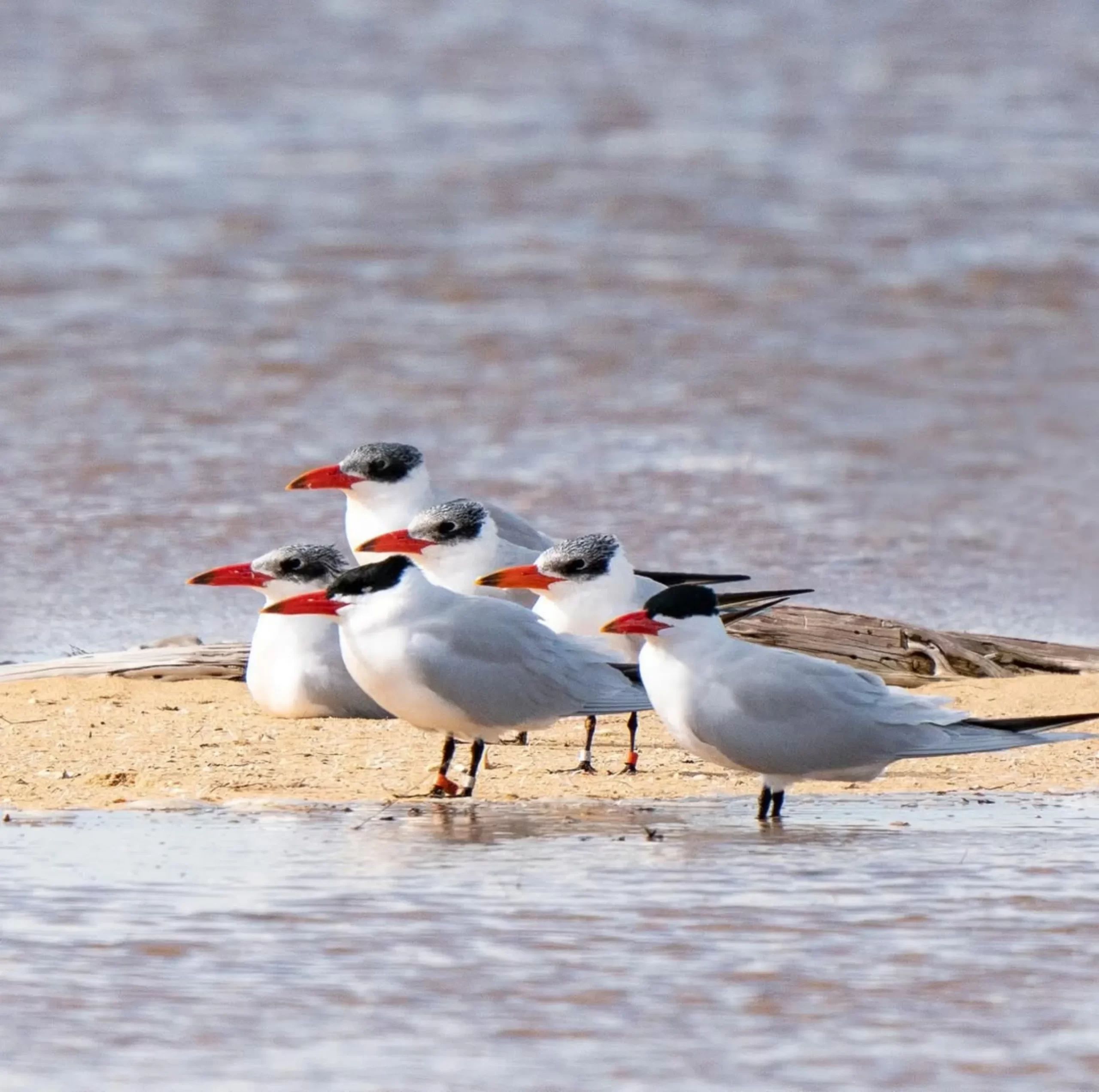 bird watching, Phillip Island