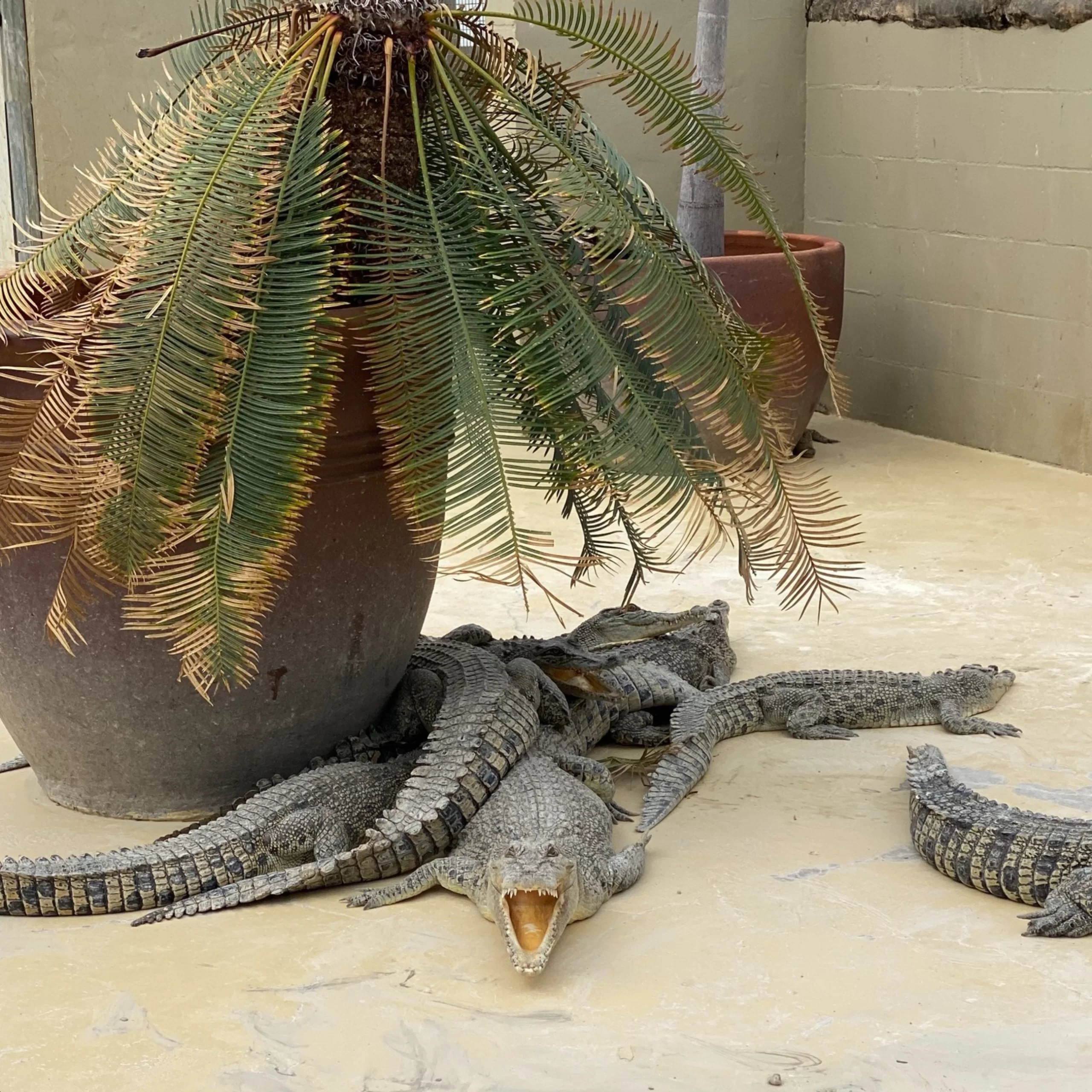 crocodile farms, Darwin