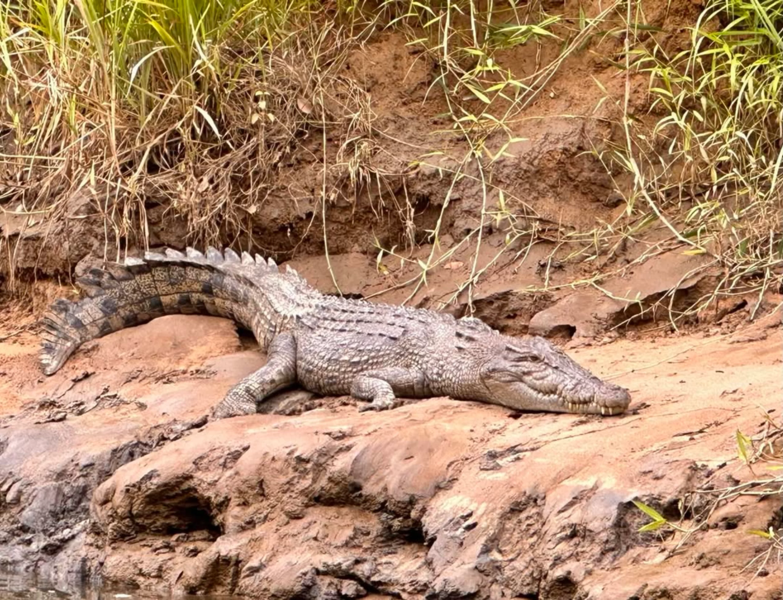 natural habitat, Darwin