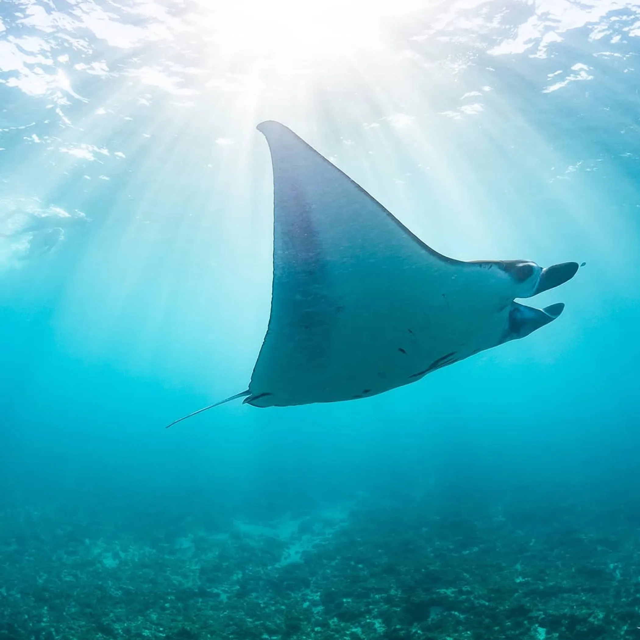colorful marine life at ningaloo reef